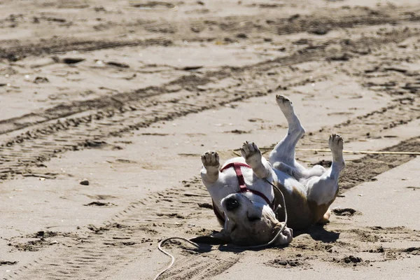 Beagle jugando en la playa muy cerca del mar —  Fotos de Stock