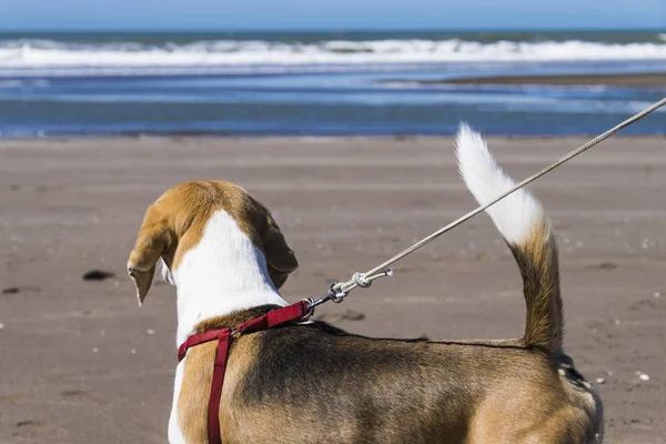 Beagle sahilde arkasından çok odaklanmamış arka plan ile denize yakın