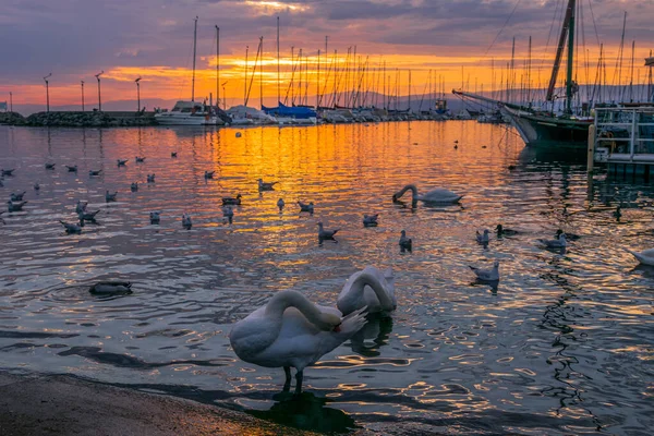 Wit zwom bij zonsondergang in de haven van Lausanne rond de wijk Ouchy met 'Whirligig' Ouchy havenfront. Reisconcept — Stockfoto