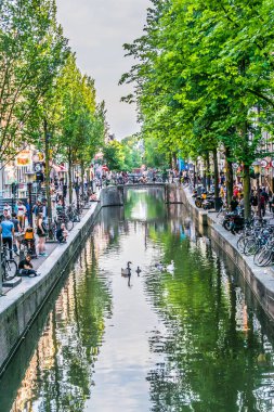 Amsterdam, Hollanda - 18 Temmuz 2018: Kenarlarında birçok turist bulunan Kanal ve yüzen kuğularla birlikte ağaçların yansıması