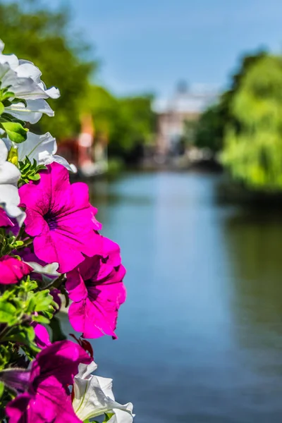 Petunie Flower na Amsterodamském mostě. Příroda Holanďanka. Zaměření v popředí. — Stock fotografie