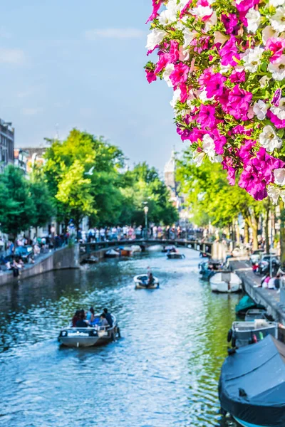 Petunia Bloem op een Amsterdam Bridge. Natuur nederlands. Focus op de voorgrond. — Stockfoto