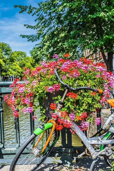 Kanalın üzerindeki köprüde tipik bisiklet ve petunya çiçekleri. Amsterdam