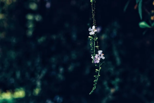 Citharexylum Spinosum Parque — Foto de Stock