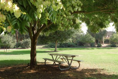 parkta piknik masası