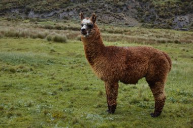 Andean Ülkeleri 'nin evcil bir hayvanı olan Büyük Kahverengi Lama Erkek, et ve yün için kullanılır (Chimborazo, Ekvador)