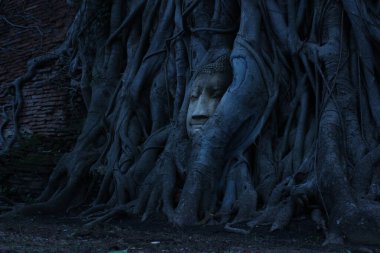 Buddha kafası bir ağacın köklerinde. Farkındalığın ve ruhaniliğin sembolü. Tayland 'daki Ayutthaya harabelerinde ünlü heykel