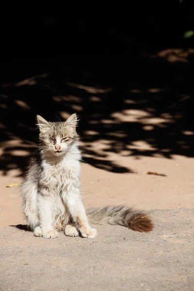 古い片目の通り猫 道に迷い込んだ盲人は — ストック写真