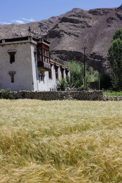 Hveteåkrer Foran Tradisjonelt Tibetansk Hus Ladakh Den Indiske Hymalaya – stockfoto