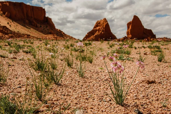 Gobi Desert, with red hills and beautiful flowers (Mongolia)