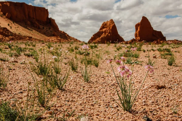 Gobi Ørkenen Med Røde Åser Vakre Blomster Mongolia stockbilde