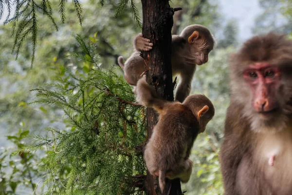 Kaksi Pientä Apinanpoikasta Leikkii Äitinsä Edessä Tiibetin Macaque tekijänoikeusvapaita valokuvia kuvapankista