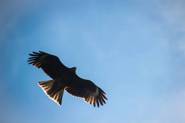 Mongolian Golden Eagle Lentää Aurinkoisena Päivänä kuvapankin valokuva