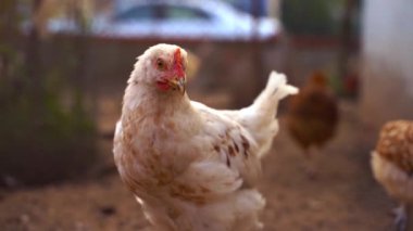 Genç beyaz tavuk portresi.