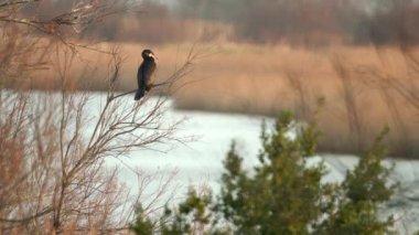 Küçük Büyük Karabatak, sulak arazide bir ağaç dalında dinleniyor.