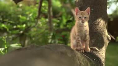 Ağacın tepesindeki sevimli kedi yavrusu. Turuncu sevimli tekir kedicik esnemekte olan bir kediyi dinlendiriyor