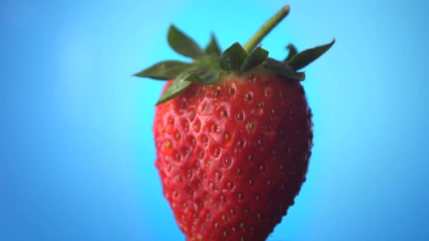 Delicioso Morango Fundo Azul Macro Tiro Rotativo Frutas Orgânicas Deliciosas — Vídeo de Stock