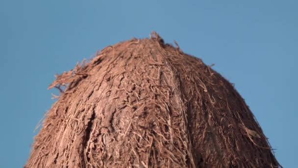 Tropické kokosové ovoce na modrém pozadí. Tvůrčí rotující makro záběr čerstvého a zdravého ovoce — Stock video