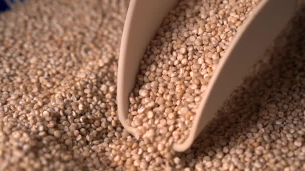 Scoop häller upp Quinoa Grains. Makro syn på friska glutenfria pseudo spannmål — Stockvideo
