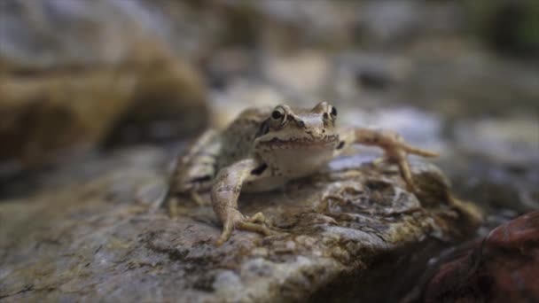 Προσωπογραφία ενός μικρού βατράχου στα νερά ενός ποταμού δάσους (Ευρωπαϊκός κοινός βάτραχος) — Αρχείο Βίντεο