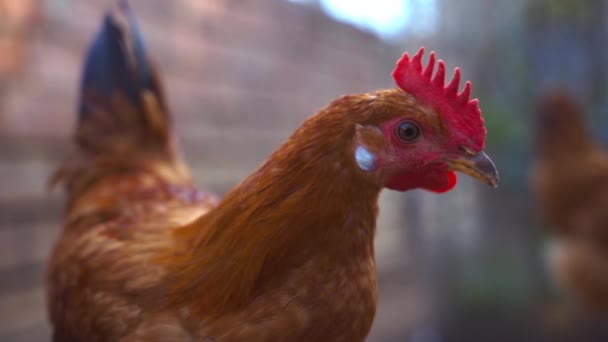 Retrato de un gallo joven de color marrón — Vídeos de Stock