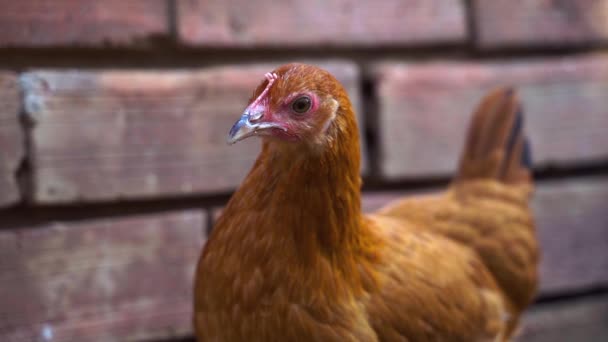 Portrait of a young brown hen chick — Stock Video