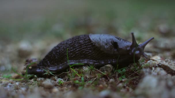 Black Slug arrastrándose lentamente por el suelo del bosque — Vídeo de stock