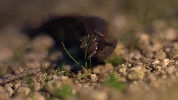 Makroaufnahme des Mauls der Schwarzen Nacktschnecke beim Fressen von Gras — Stockvideo