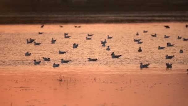 해 가질 때는 습지대에 있는 조용 한 물에서 쉬고 있는 갈매기와 흰 배 슴새 — 비디오