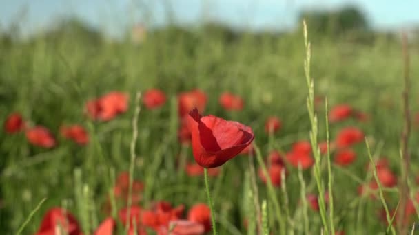 Poppy Flowers in a green field in Spring — Stock Video