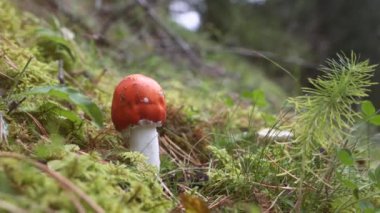 Sonbahar Ormanı 'nda zehirli mantar. Yerleşik kırmızı bir mantar seçerek (amanita))