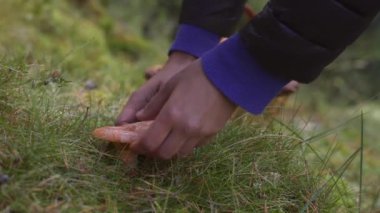Sonbahar Ormanında Yaban Mantarları Toplamak. Lezzetli Orange Red Pine Mantarı (Lactarius deliciosus Rovello olarak bilinir))