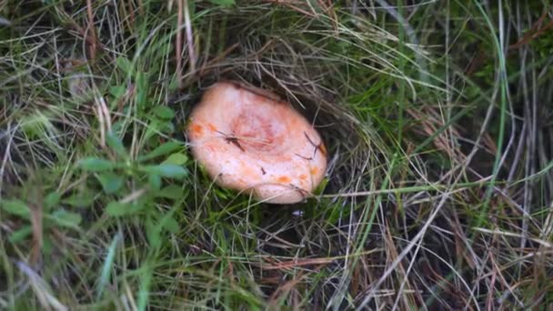 Гриб в Осінньому лісі. Рука збирає дикі їстівні гриби (лакторій смачний.) — стокове відео