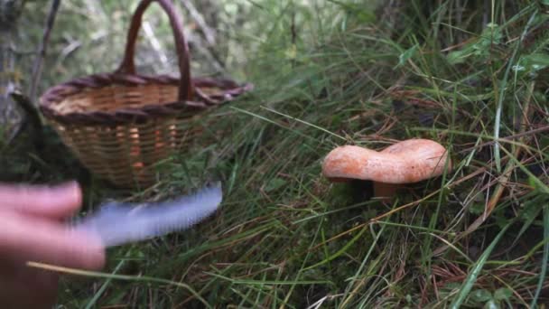 Essbarer Wildpilz. Leckere Pilze von Hand schneiden im Herbstwald — Stockvideo