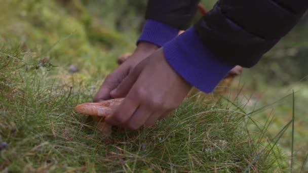 Wilde Pilze sammeln im Herbstwald. Köstlicher essbarer Orangen-Rotkiefernpilz (Lactarius deliciosus, bekannt als Rovello)) — Stockvideo