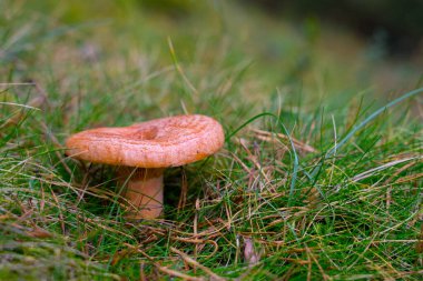 Sonbahar Ormanı 'nda Vahşi Mantarlar. Lezzetli Orange Red Pine Mantarı (Lactarius deliciosus Rovello olarak bilinir))