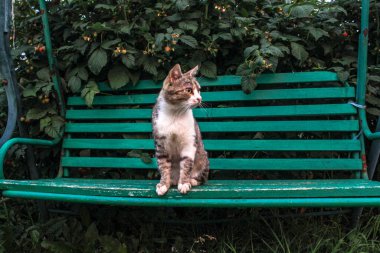 Kedi bahçede bir bankta oturuyor.