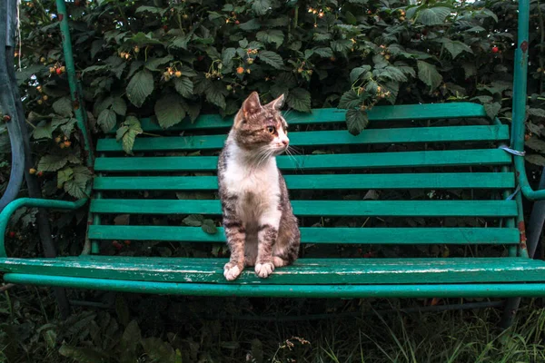 Gato Está Sentado Banco Jardim — Fotografia de Stock