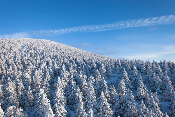 Views of the frozen forest with snow monster and mountains landscape at Zao onsen in winter, Japan