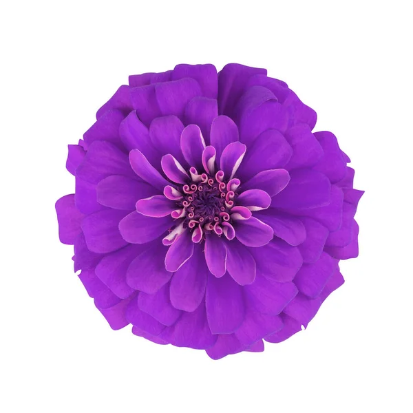 Mor çiçek beyaz arka planda izole edilmiş. Üst Manzara. Kesme yolu. Zinnia