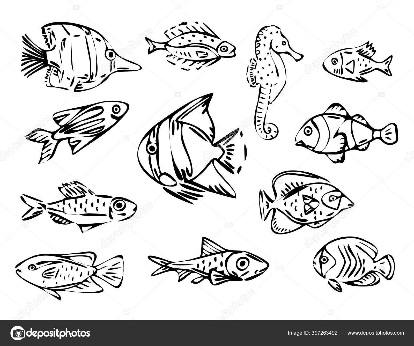 Vector Fish Line Art Illustration Set Black Outline Illustration Isolated  Stock Vector by ©Nextgen66666 397263492