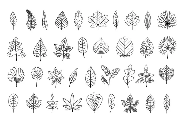 ベクトルラインアートの葉 アウトラインイラスト 白の背景に隔離された黒い線形の葉 アウトラインの葉 あなたのデザインのための異なるタイプの葉のコレクション — ストックベクタ