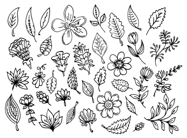Vektorsatz Aus Umrissenen Blättern Und Blüten Schwarze Konturlinien Kunst Herbst — Stockvektor