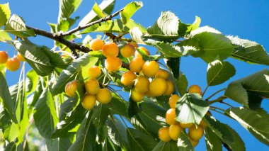 Taze sarı kiraz dalı güneş ışığıyla yıkandı. Doğal sağlıklı dallarda sulu yaz kirazları.