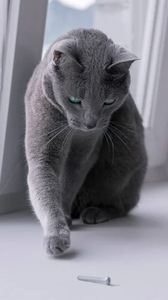 Adorable Russian Blue Cat Playing Screw Windowsill — Stock Photo, Image