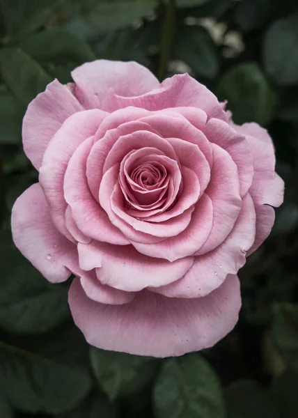 Rosa Rosa Com Gotas Chuva Fundo Verde Escuro Uma Atmosfera — Fotografia de Stock