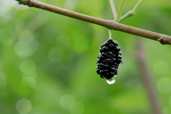 Black mulberry fruit with a drop of rainwater. Healthly organic food with copy space.