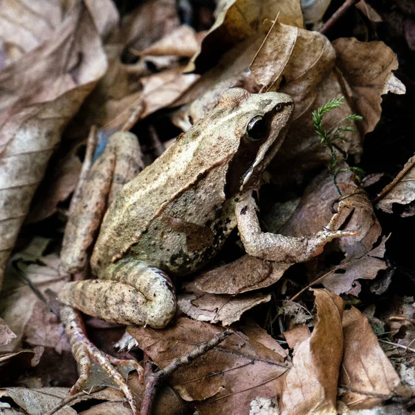 Grenouille Brune Déguise Environnement Grenouille Commune Européenne — Photo