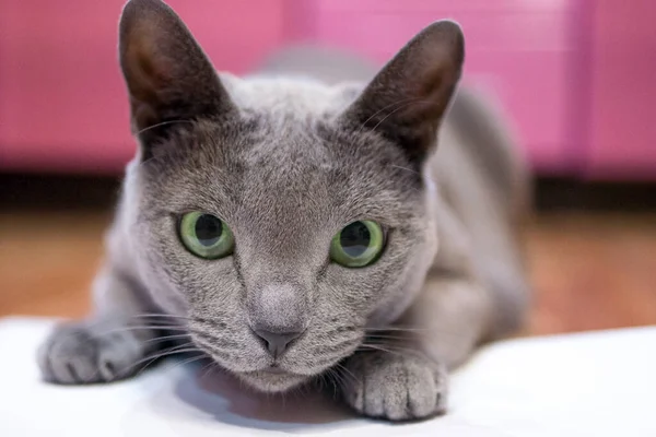 Domestic Russian blue cat is playing hunting. Cat hid and opened its green eyes wide before jumping.