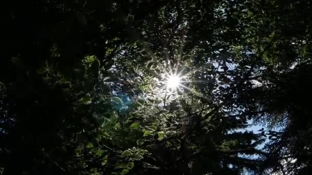 Licht Schijnt Door Het Gebladerte Van Bomen Deel — Stockvideo